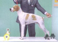 Pedigree MOSE' DELLA RIVAZZA Pedigree MOSE' DELLA RIVAZZA